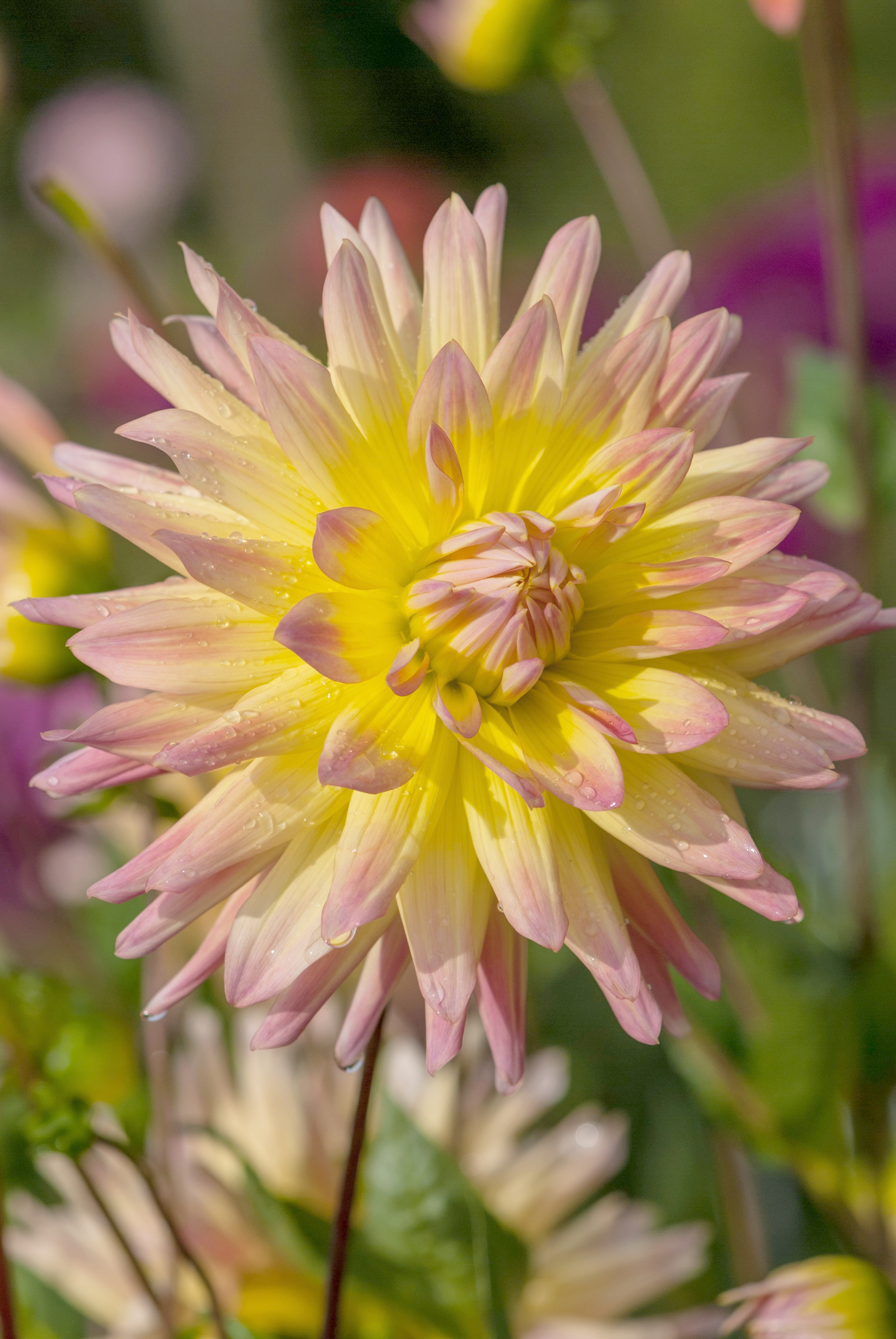 dahlia, dália, georgína, georgíny, dálie, hluza, hluzy, cactus, kaktusovitá, kaktusová, color spectacle